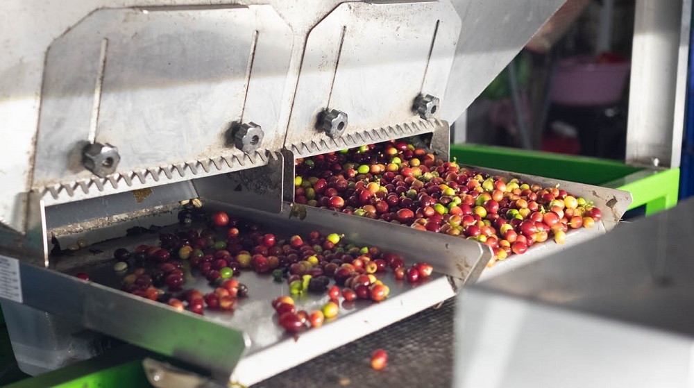 stroj na triedenie kavy 3